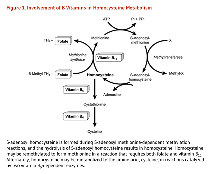 Figure 1. Involvement of B Vitamins in Homocysteine Metabolism. S-adenosyl homocysteine is formed during S-adenosyl methionine-dependent methylation reactions, and the hydrolysis of S-adenosyl homocysteine results in homocysteine. Homocysteine may be remethylated to form methionine in a reaction that requires both folate and vitamin B12. Alternately, homocysteine may be metabolized to the amino acid, cysteine, in reactions catalyzed by two vitamin B6-dependent enzymes.