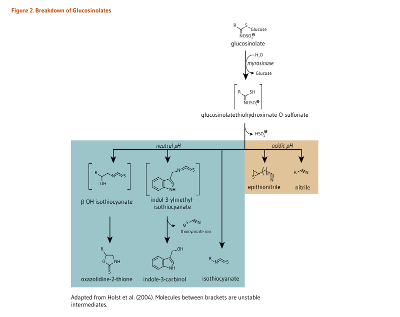 Figure 2. Breakdown of Glucosinolates. Glucosinolate is metabolized to glucosinolatethiohydroximate-O-sulfonate via myrosinase. In neutral pH, isothiocyanate can be formed, or oxazolidine-2-thione (via the unstable intermediate beta-OH-isothiocyanate), or indole-3-carbinol (via the unstable intermediate, indol-3-ylmethyl-isothiocyanate). In acidic pH, the compounds epithionitrile or nitrile can be formed. Figure adapted from Holst et al. (2004).  