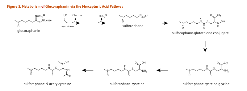 Figure 3. Metabolism of Glucoraphanin via the Mercapturic Acid Pathway. Glucoraphanin is metabolized by myrosinase to sulforaphane; sulforaphane is converted to sulforaphane-gluathione conjugate, then to sulforaphane-cysteine-glcine, then to sulforaphane-cysteine, then to sulforaphane N-acetylcysteine