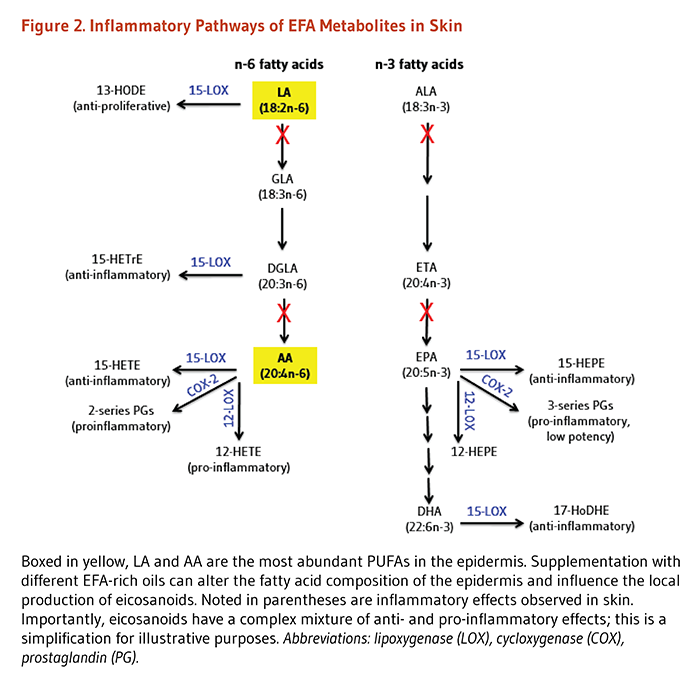 Figure 2. Inflammatory Pathways of EFA Metabolites in Skin. LA and AA are the most abundant PUFAs in the epidermis. Supplementation with different EFA-rich oils can alter the fatty acid composition of the epidermis and influence the local production of eicosanoids. Noted in the figure are the inflammatory effects observed in skin: 13-HODE is anti-proliferative, 15-HETE is anti-inflammatory, 2-series prostaglandins are pro-inflammatory, 12-HETE is pro-inflammatory, 15-HEPE is anti-inflammatory, 3-series prostaglandins are pro-inflammatory and low potency, and 17-HoDHE is anti-inflammatory. See article text.