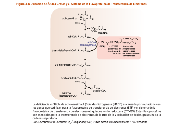 Figura 3. Beta-Oxidación de Ácidos Grasos y el Sistema de la Flavoproteína de Transferencia de Electrones.  La deficiencia múltiple de acil-coenzima A (CoA) deshidrogenasa (MADD) es causada por mutaciones en los genes que codifican para la flavoproteína de transferencia de electrones (ETF) y el sistema de la flavoproteína de transferencia de electrones-ubiquinona oxidorreductasa (ETF-QO). Estas flavoproteínas son esenciales para la transferencia de electrones de la ruta de la β-oxidación-de-ácidos-grasos hacia la cadena respiratoria. CoA, Coenzima A; Q, Coenzima Q10/Ubiquinona; Flavín adenín dinucleótido, FAD; FAD Reducido, FADH