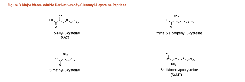 Figure 3. Major Water-soluble Derivatives of gamma-Glutamyl-L-cysteine Peptides