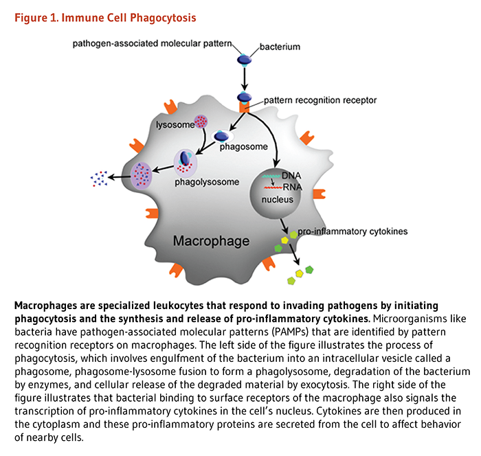 Figure 1. Immune Cell Phagocytosis. Macrophages are specialized leukocytes that respond to invading pathogens by initiating phagocytosis and the synthesis and release of pro-inflammatory cytokines. Microorganisms like bacteria have pathogen-associated molecular patterns (PAMPs) that are identified by pattern recognition receptors on macrophages. The left side of the figure illustrates the process of phagocytosis, which involves engulfment of the bacterium into an intracellular vesicle called a phagosome, phagosome-lysosome fusion to form a phagolysosome, degradation of the bacterium by enzymes, and cellular release of the degraded material by exocytosis. The right side of the figure illustrates that bacterial binding to surface receptors of the macrophage also signals the transcription of pro-inflammatory cytokines in the cell’s nucleus. Cytokines are then produced in the cytoplasm and these pro-inflammatory proteins are secreted from the cell to affect behavior of nearby cells.
