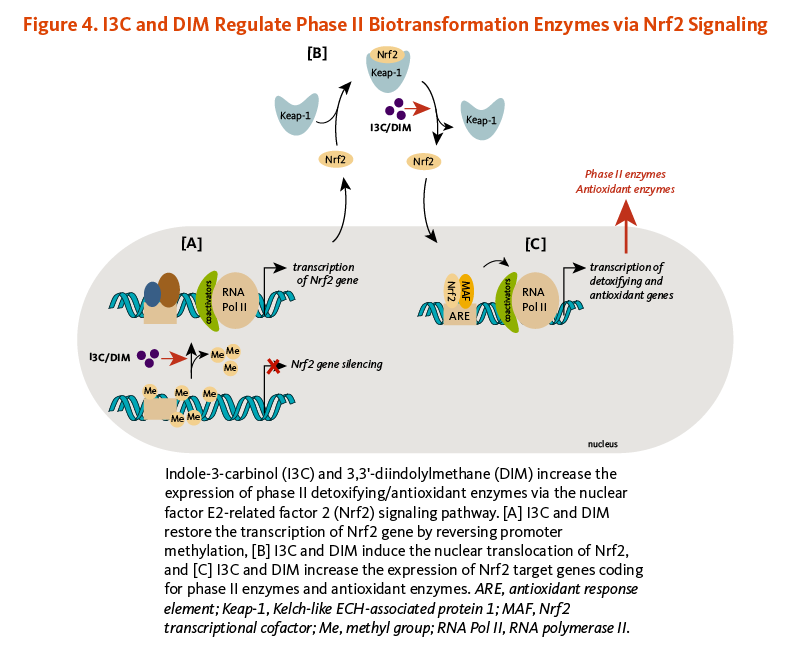 Figure 4. I3C and DIM Regulate Phase II Biotransformation Enzymes via Nrf2 Signaling. Indole-3-carbinol (I3C) and 3,3'-diindolylmethane (DIM) increase the expression of phase II detoxifying/antioxidant enzymes via the nuclear factor E2-related factor 2 (Nrf2) signaling pathway. (A) I3C and DIM restore the transcription of Nrf2 gene by reversing promoter methylation, (B) I3C and DIM iinduce the nuclear translocation of Nrf2, and (C) I3C and DIM increase the expression of Nrf2 target genes coding for phase II enzymes and antioxidant enzymes.