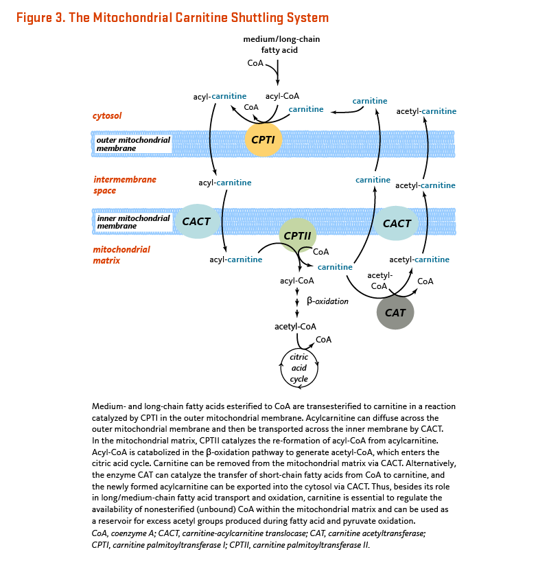 Figure 3. The Mitochondrial Carnitine Shuttling System. Medium- and long-chain fatty acids esterfied to CoA are transesterified to carnitine in a reaction catalyzed by CPTI in the outer mitochondrial membrane. Acylcarnitine can diffuse across the outer mitochondrial membrane and then be transported across the inner membrane by CACT. In the mitochondrial matrix, CPTII catalyzes the re-formation of acyl-CoA from acylcarnitine. Acyl-CoA is catabolized in the beta-oxidation pathway to generate acetyl-CoA, which enters the citric acid cycle. Carnitine can be removed from the mitochondrial matrix via CACT. Alternatively, the enzyme CAT can catalyze the transfer of short-chain fatty acids from CoA to carnitine, and the newly formed acyclarnitine can be exported into the cytosol via CACT. Thus, besides its role in long/medium-chain fatty acid transport and oxidation, carnitine is essential to regulate the availability of nonesterified (unbound) CoA within the mitochondrial matrix and can be used as a reservoir for excess acetyl groups produced during fatty acid and pyruvate oxidation.