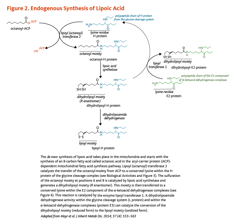 Figure 2. Endogenous Synthesis of Lipoic Acid. The de novo synthesis of lipoic acid takes place in the mitochondria and starts with the synthesis of an 8-carbon fatty acid called octanoic acid in the acyl-carrier protein (ACP)-dependent mitochondrial fatty acid synthesis pathway. Lipoyl (octanoyl) transferase 2 catalyzes the transfer of the octanoyl moiety from ACP to a conserved lysine within the H protein of the glycine cleavage complex (see Biological Activities and Figure 3). The sulfuration of the octanoyl moiety at positions 6 and 8 is catalyzed by lipoic acid synthetase and generates a dihydrolipoyl moiety (R enantiomer). This moiety is then transferred to a conserved lysine within the E2 component of the alpha-ketoacid dehydrogenase complexes (see Figure 4). This reaction is catalyzed by the enzyme lipoyl transferase 1. A dihydrolipoamide dehydrogenase activity within the glycine cleavage system (L protein) and within the alpha-ketoacid dehydrogenase complexes (protein E3) can catalyze the conversion of the dihydrolipoyl moiety (reduced form) to the lipoyl moiety (oxidized form). Figure adapted from Mayr et al. J Inherit Metab Dis. 2014;37(4):553-563.