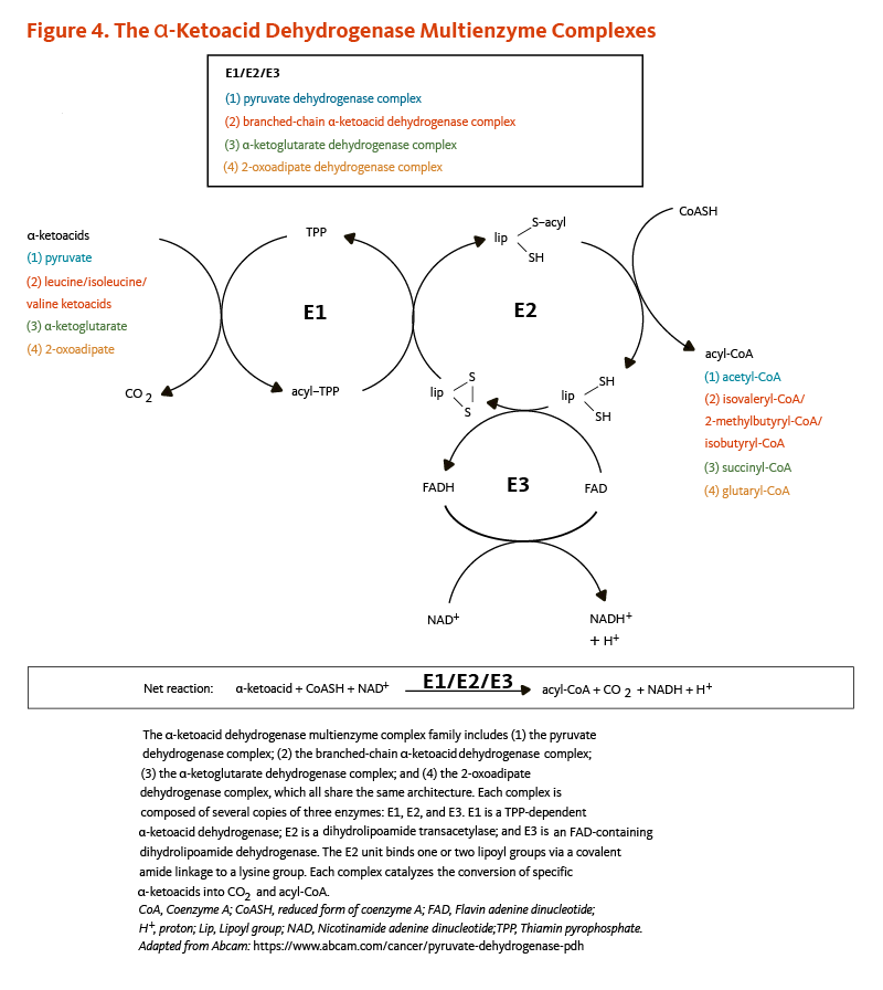 Figure 4. The Alpha-Ketoacid Dehydrogenase Multienzyme Complexes. The alpha-ketoacid dehydrogenase multienzyme complex family includes (1) the pyruvate dehydrogenase complex; (2) the branched-chain alpha-ketoacid dehydrogenase complex; (3) the alpha-ketoglutarate dehydrogenase complex; and (4) the 2-oxoadipate dehydrogenase complex, which all share the same architecture. Each complex is composed of several copies of three enzymes: E1, E2, and E3. E1 is a TPP-dependent dihydrolipoamide dehydrogenase. The E2 unit binds one or two lipoyl groups via a covalent amide linkage to a lysine group. Each complex catalyzes the conversion of specific alpha-ketoacids into carbon dioxide and acyl-CoA.