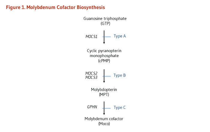 Figure 1. Molybdenum Cofactor Biosynthesis. Molybdenum cofactor (Moco) is synthesized de novo by a multistep metabolic pathway involving four genes: MOCS1, MOCS2, MOCS3, and GPHN.