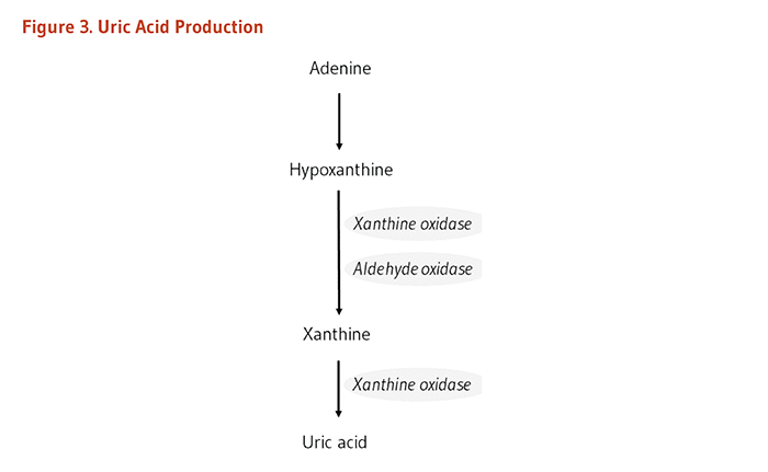 Figure 3. Figure 3. Uric Acid Production. Adenine is converted to hypoxanthine; hypoxanthine is converted to xanthine via the enzymes, xanthine oxidase and aldehyde oxidase. Xanthine can be further metabolized to uric acid via xanthine oxidase.