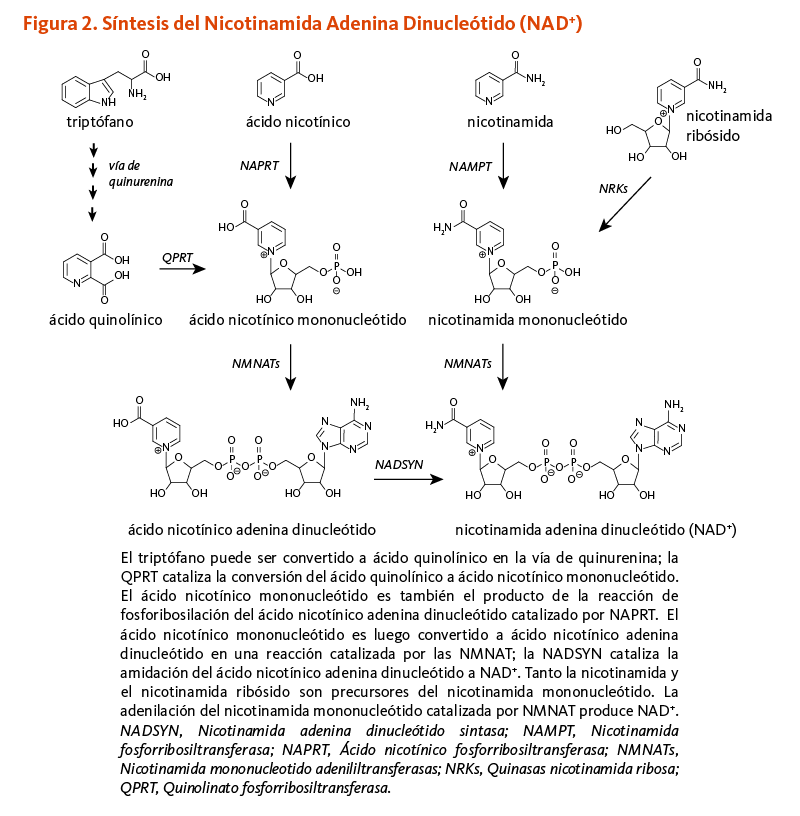 Figura 2. Síntesis del Nicotinamida Adenina Dinucleótido (NAD+). El triptófano puede ser convertido a ácido quinolínico en la vía de quinurenina; la QPRT cataliza la conversión del ácido quinolínico a ácido nicotínico mononucleótido. El ácido nicotínico mononucleótido es también el producto de la reacción de fosforibosilación del ácido nicotínico adenina dinucleótido catalizado por NAPRT.  El ácido nicotínico mononucleótido es luego convertido a ácido nicotínico adenina dinucleótido en una reacción catalizada por las NMNAT; la NADSYN cataliza la amidación del ácido nicotínico adenina dinucleótido a NAD+. Tanto la nicotinamida y el nicotinamida ribósido son precursores del nicotinamida mononucleótido. La adenilación del nicotinamida mononucleótido catalizada por NMNAT produce NAD+. NADSYN, nicotinamida adenina dinucleótido sintasa; NAMPT, nicotinamida fosforribosiltransferasa; NAPRT, Ácido nicotínico fosforribosiltransferasa; NMNAT, Nicotinamida mononucleotido adenililtransferasas; NRK, quinasas nicotinamida ribosa; QPRT, quinolinato fosforribosiltransferasa. 
