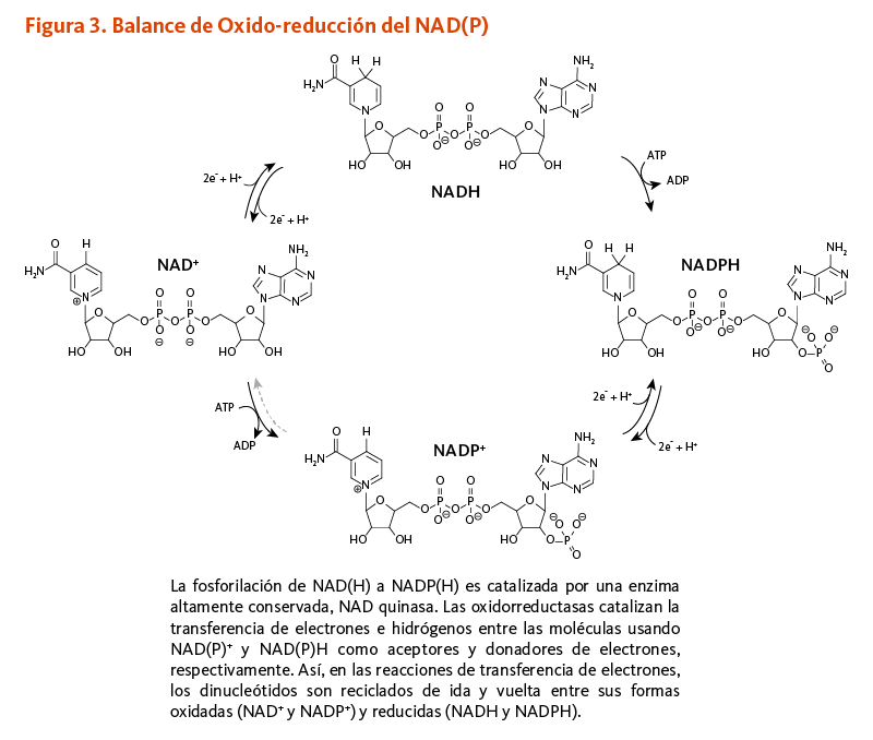 Figura 3. Balance de Oxido-reducción del NAD(P). La fosforilación de NAD(H) a NADP(H) es catalizada por una enzima altamente conservada, NAD quinasa. Las oxidorreductasas catalizan la transferencia de electrones e hidrógenos entre las moléculas usando NAD(P)+ y NAD(P)H como aceptores y donadores de electrones, respectivamente. Así, en las reacciones de transferencia de electrones, los dinucleótidos son reciclados de ida y vuelta entre sus formas oxidadas (NAD+ y NADP+) y reducidas (NADH y NADPH).