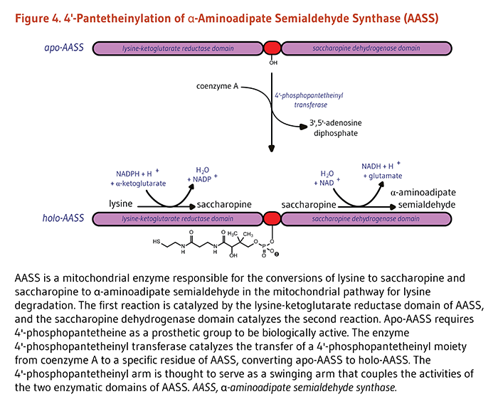 Figure 4. 4'-Pantetheinylation of α-Aminoadipate Semialdehyde Synthase (AASS). AASS is a mitochondrial enzyme responsible for the conversions of lysine to saccharopine, and saccharopine to α-aminoadipate semialdehyde in the mitochondrial pathway for lysine degradation. The first reaction is catalyzed by the lysine-ketoglutarate reductase domain of AASS, and the saccharopine dehydrogenase domain catalyzes the second reaction. Apo-AASS requires 4'-phosphopantetheine as a prosthetic group to be biologically active. The enzyme 4'-phosphopantetheinyl transferase catalyzes the transfer of a 4'-phosphopantetheinyl moiety from coenzyme A to a specific residue of AASS, converting apo-AASS to holo-AASS. The 4'-phosphopantetheinyl arm is thought to serve as a swinging arm that couples the activities of the two enzymatic domains of AASS. AASS, α-aminoadipate semialdehyde synthase.