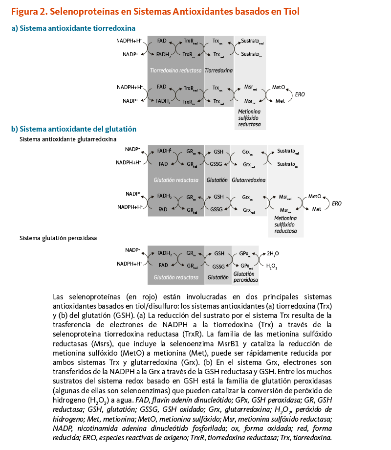 Figura 2. Selenoproteínas en Sistemas Antioxidantes basados en Tiol. Las selenoproteínas (en rojo) están involucradas en dos principales sistemas antioxidantes basados en tiol/disulfuro: los sistemas antioxidantes (a) tiorredoxina (Trx) y (b) del glutatión (GSH). (a) La reducción del sustrato por el sistema Trx resulta de la trasferencia de electrones de NADPH a la tiorredoxina (Trx) a través de la selenoproteína tiorredoxina reductasa (TrxR). La familia de las metionina sulfóxido reductasas (Msrs), que incluye la selenoenzima MsrB1 y cataliza la reducción de metionina sulfóxido (MetO) a metionina (Met), puede ser rápidamente reducida por ambos sistemas Trx y glutarredoxina (Grx). (b) En el sistema Grx, electrones son transferidos de la NADPH a la Grx a través de la GSH reductasa y GSH. Entre los muchos sustratos del sistema redox basado en GSH está la familia de glutatión peroxidasas (algunas de ellas son selenoenzimas) que pueden catalizar la conversión de peróxido de hidrogeno (H2O2) a agua. FAD, flavín adenín dinucleótido; GPx, GSH peroxidasa; GR, GSH reductasa; GSH, glutatión; GSSG, GSH oxidado; Grx, glutarredoxina; H2O2, peróxido de hidrogeno; Met, metionina; MetO, metionina sulfóxido; Msr, metionina sulfóxido reductasa; NADP, nicotinamida adenina dinucleótido fosforilada; ox, forma oxidada; red, forma reducida; ERO, especies reactivas de oxigeno; TrxR, tiorredoxina reductasa; Trx, tiorredoxina.
