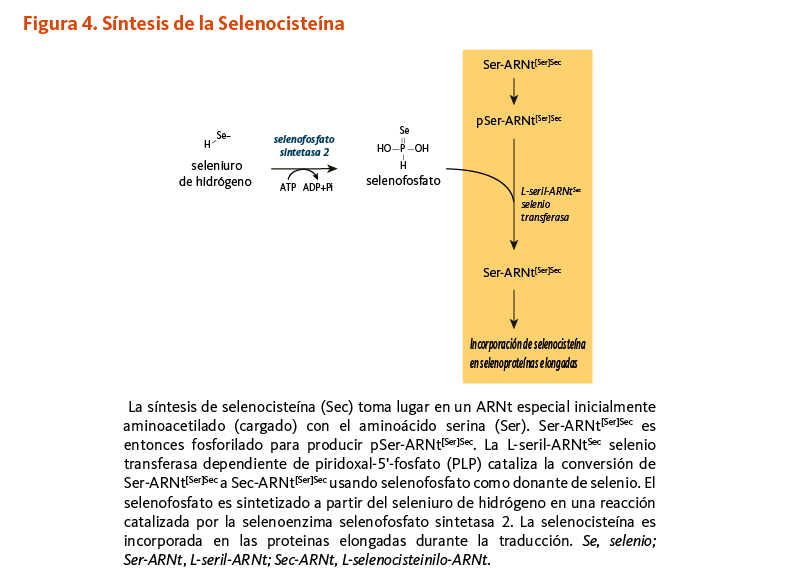 Figura 4. Síntesis de la Selenocisteína. La síntesis de selenocisteína (Sec) toma lugar en un ARNt especial inicialmente aminoacetilado (cargado) con el aminoácido serina (Ser). Ser-ARNt[Ser]Sec es entonces fosforilado para producir pSer-ARNt[Ser]Sec. La L-seril-ARNtSec selenio transferasa dependiente de piridoxal-5'-fosfato (PLP) cataliza la conversión de Ser-ARNt[Ser]Sec a Sec-ARNt[Ser]Sec usando selenofosfato como donante de selenio. El selenofosfato es sintetizado a partir del seleniuro de hidrógeno en una reacción catalizada por la selenoenzima selenofosfato sintetasa 2. La selenocisteína es incorporada en las proteinas elongadas durante la traducción. Se, selenio; Ser-ARNt, L-seril-ARNt; Sec-ARNt, L-selenocisteinilo-ARNt.
