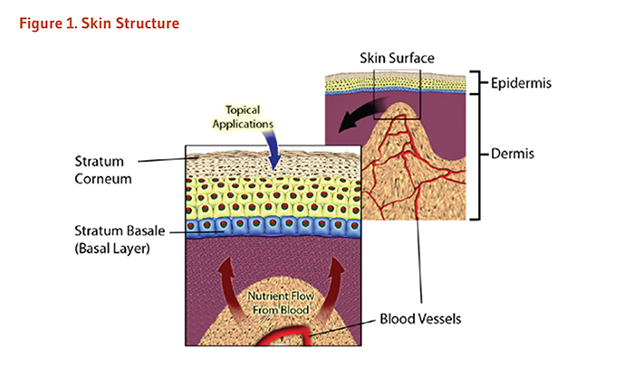 Figure 1. Skin Structure. See article text for details on the structure of skin.