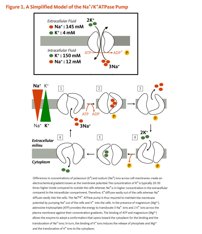 Figure 1. A Simplified Model of the Na+/K+ ATPase Pump. Differences in concentrations of potassium ions across cell membranes create an electrochemical gradient known as the membrane potential. The concentration of potassium is typically 20 to 30 times higher inside compared to outside cells, whereas sodium is in higher concentration in the extracellular compared to intracellular compartment. Therefore, potassium ions diffuse easily out of cells and sodium diffuses easily into cells. The sodium/potassium ATPase pump is thus required to maintain the membrane potential by pumping sodium ions out of cells and potassium into cells. In the presence of magnesium, adenosine triphosphate (ATP) provides the energy to translocate three sodium ions and two potassium ions across the plasma membrane against their concentration gradients. The binding of ATP and magnesium allows the enzyme to adopt a confirmation that opens toward the cytoplasm for the binding and translocation of sodium ions. In turn, the binding of potassium ions induces the release of phosphate and magnesium and the translocation of potassium ions into the cytoplasm.