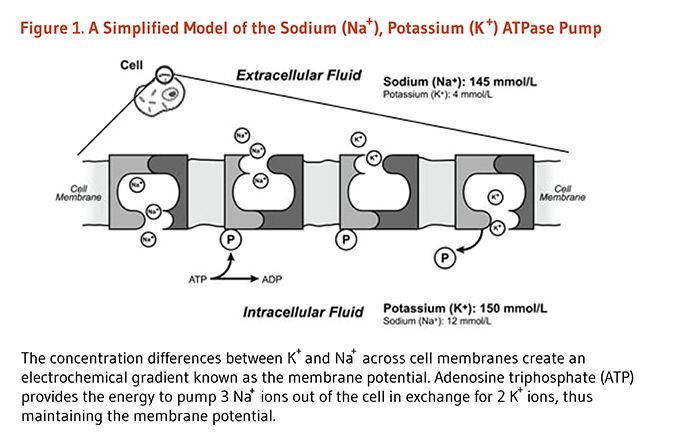 Figure 1. A Simplified Model of the Sodium (Na+), Potassium (K+) ATPase Pump. The concentration differences between K+ and Na+ across cell membranes create an electrochemical gradient known as the membrane potential. Adenosine triphosphate (ATP) provides the energy to pump 3 Na+ ions out of the cell in exchange for 2 K+ ions, thus maintaining the membrane potential.