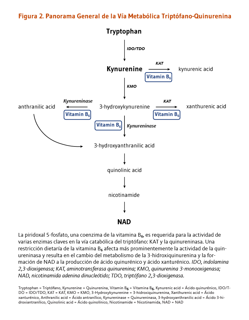 Figura 2. Panorama general de la vía metabólica triptófano-quinurenina. La piridoxal 5-fosfato, una coenzima de la vitamina B6, es requerida para la actividad de varias enzimas claves en la vía catabólica del triptófano: KAT y la quinureninasa. 