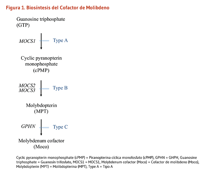 Figura 1. Biosíntesis del Cofactor de Molibdeno.