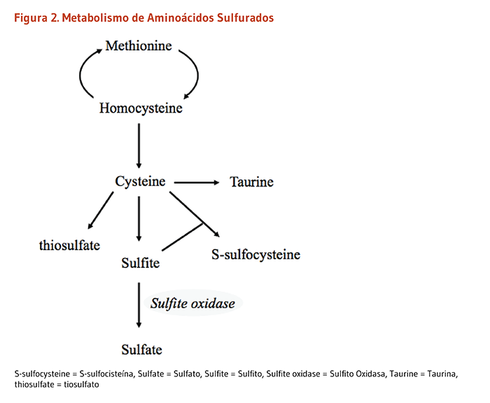 Figura 2. Metabolismo de Aminoácidos Sulfurados.