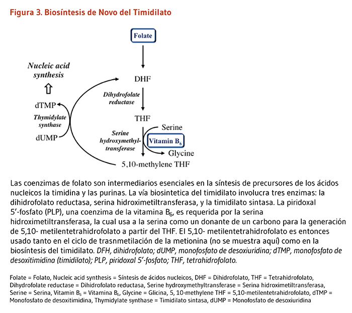 Figura 3. Biosíntesis de Novo del Timidilato. Las coenzimas de folato son intermediarios esenciales en la síntesis de precursores de los ácidos nucleicos la timidina y las purinas. La vía biosintetica del timidilato involucra tres enzimas: la dihidrofolato reductasa, serina hidroximetiltransferasa, y la timidilato sintasa. La piridoxal 5’-fosfato (PLP), una coenzima de la vitamina B6, es requerida por la serina hidroximetiltransferasa, la cual usa a la serina como un donante de un carbono para la generación de 5,10- metilentetrahidrofolato a partir del THF. El 5,10- metilentetrahidrofolato es entonces usado tanto en el ciclo de trasnmetilación de la metionina (no se muestra aquí) como en la biosíntesis del timidilato. DFH, dihidrofolato; dUMP, monofosfato de desoxiuridina; dTMP, monofosfato de desoxitimidina (timidilato); PLP, piridoxal 5’-fosfato; THF, tetrahidrofolato.