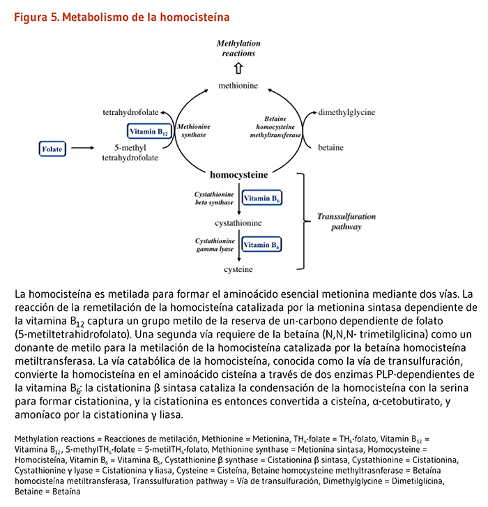 Figura 5. Metabolismo de la homocisteína. La homocisteína es metilada para formar el aminoácido esencial metionina mediante dos vías. La reacción de la remetilación de la homocisteína catalizada por la metionina sintasa dependiente de la vitamina B12 captura un grupo metilo de la reserva de un-carbono dependiente de folato (5-metiltetrahidrofolato). Una segunda vía requiere de la betaína (N,N,N- trimetilglicina) como un donante de metilo para la metilación de la homocisteína catalizada por la betaína homocisteína metiltransferasa. La vía catabólica de la homocisteína, conocida como la vía de transulfuración, convierte la homocisteína en el aminoácido cisteína a través de dos enzimas PLP-dependientes de la vitamina B6: la cistationina β sintasa cataliza la condensación de la homocisteína con la serina para formar cistationina, y la cistationina es entonces convertida a cisteína, α-cetobutirato, y amoníaco por la cistationina γ liasa. 