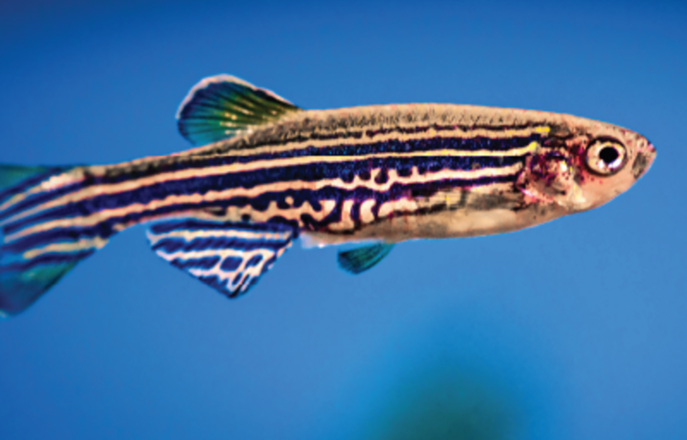 lateral view of an adult zebrafish swimming 