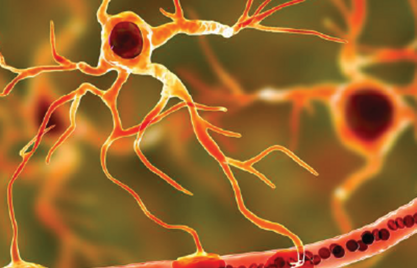 illustration of a glial cell near a brain capillary
