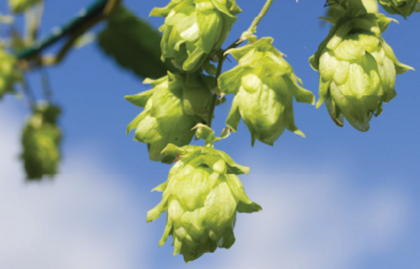 Clusters of green hops cones against a blue sky