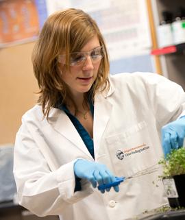 Researcher Cutting Broccoli Sprouts