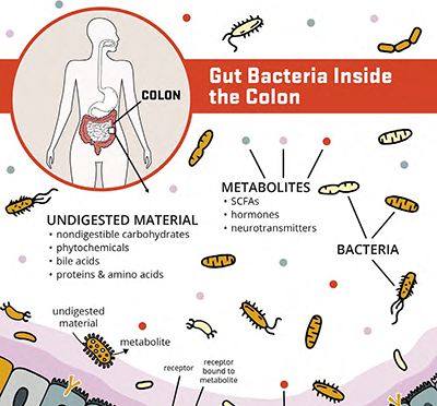 illustration of gut bacteria inside the colon