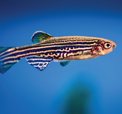 lateral view of an adult zebrafish swimming 