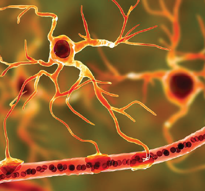 illustration of a glial cell near a brain capillary