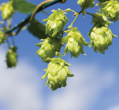 Clusters of green hops cones against a blue sky