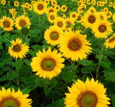 Sunflowers