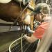 Oregon State University student attaches a milking machine to a cow in the OSU Dairy Research Center
