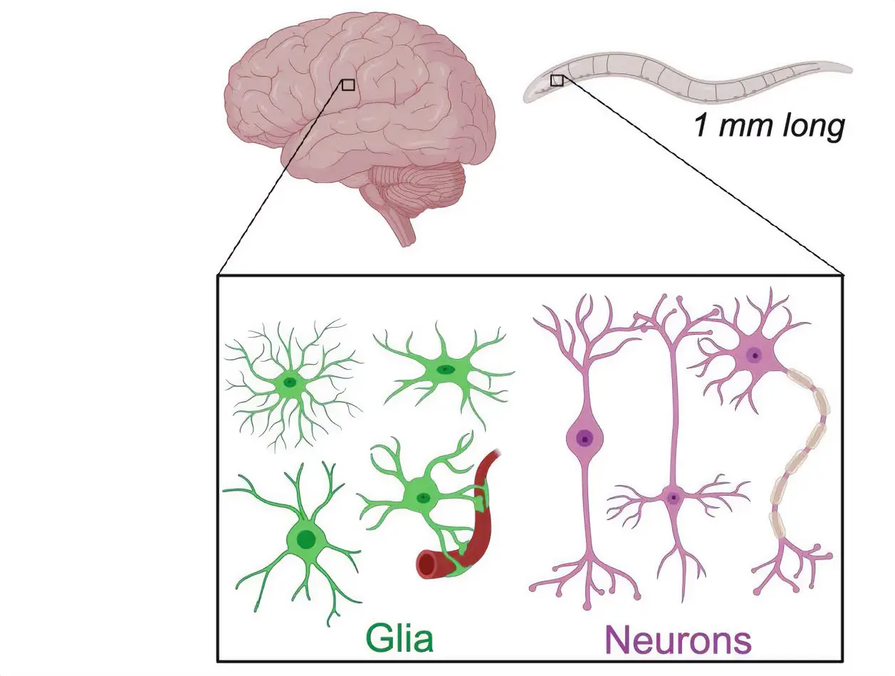 the figure indicates that humans have about 100 billion glial cells and 100 billion neurons, while C. elegans have 56 glial cells and 302 neurons