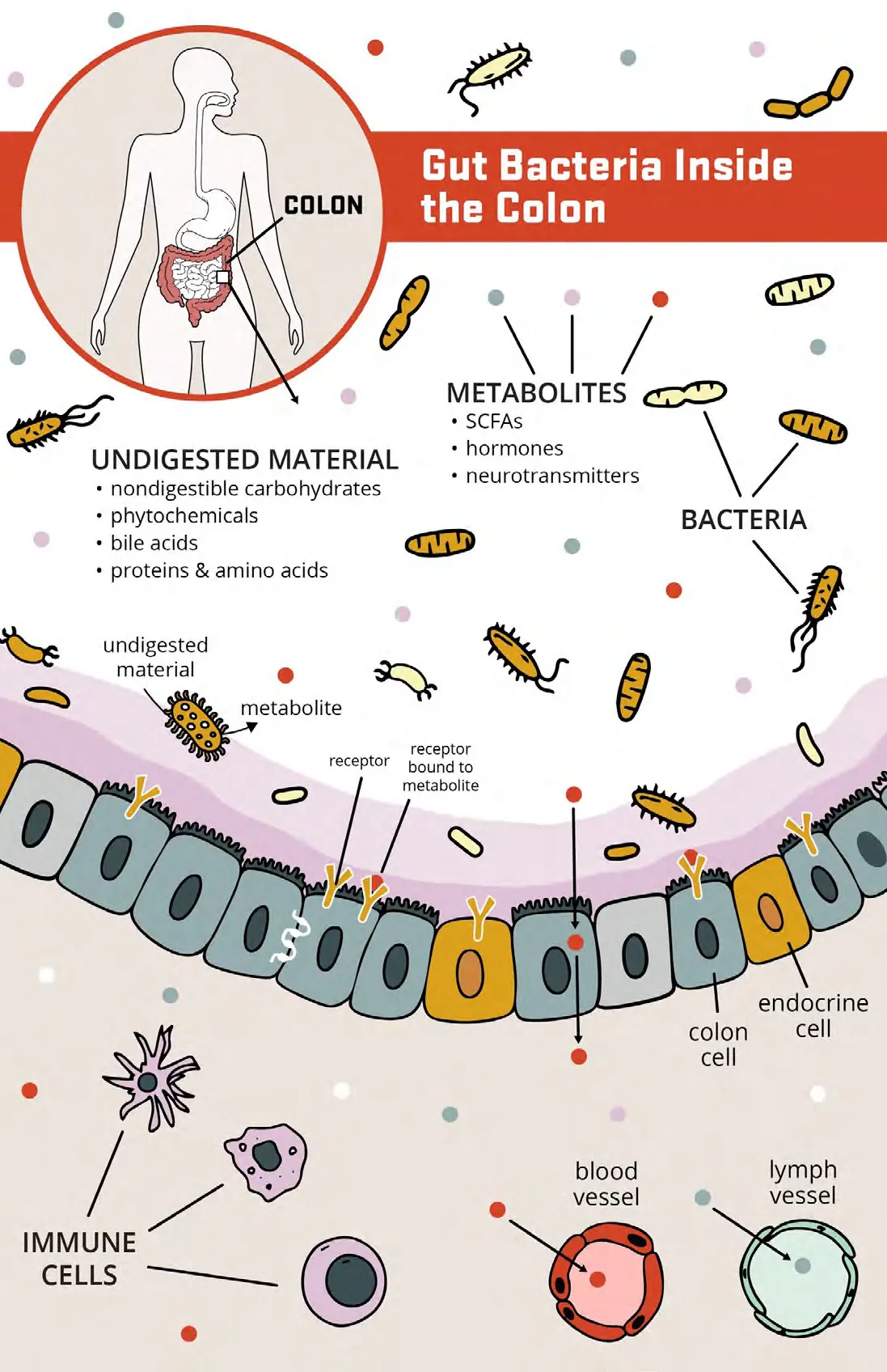 illustration of gut bacteria inside the colon