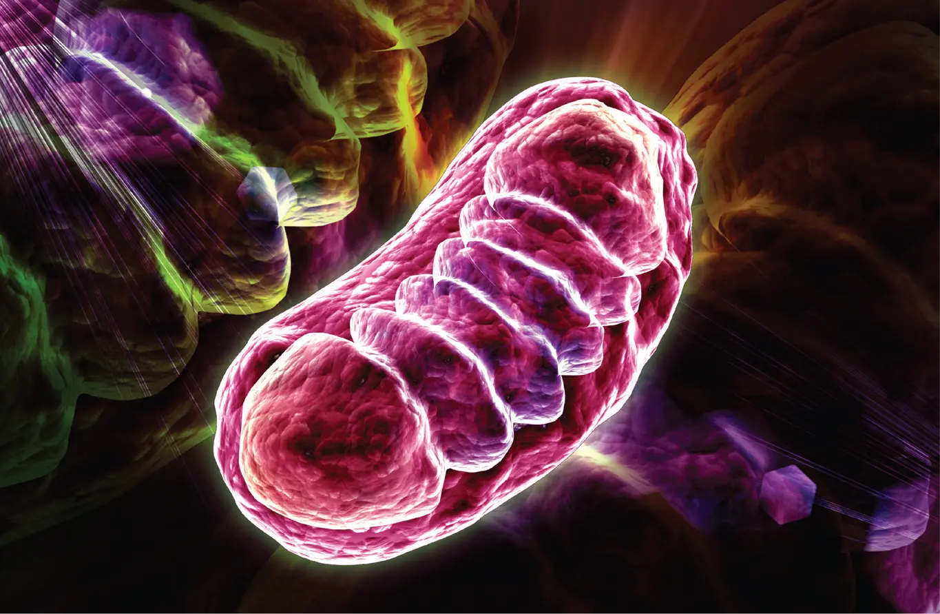 Colorful 3D rendering of a mitochondrion with visible cristae
