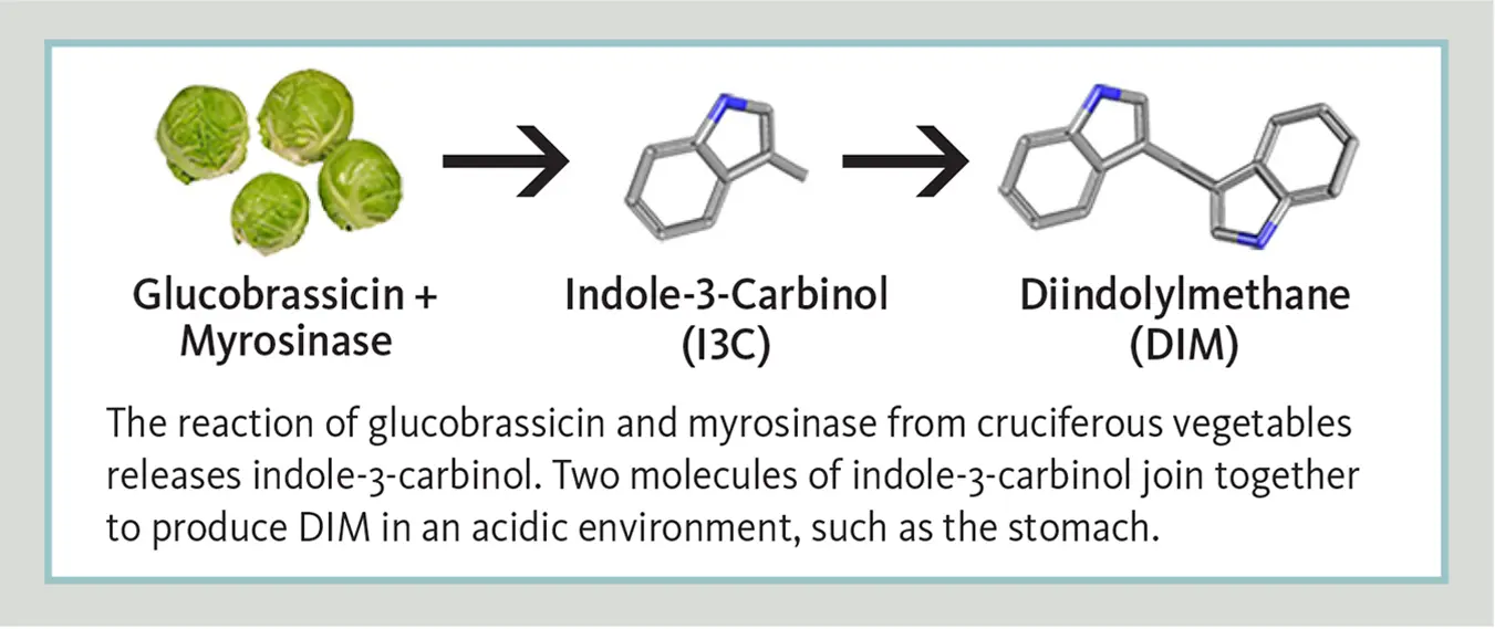 Diagram showing how glucobrassicin from Brussels sprouts is converted by myrosinase into indole‑3‑carbinol (I3C), which then forms diindolylmethane (DIM).