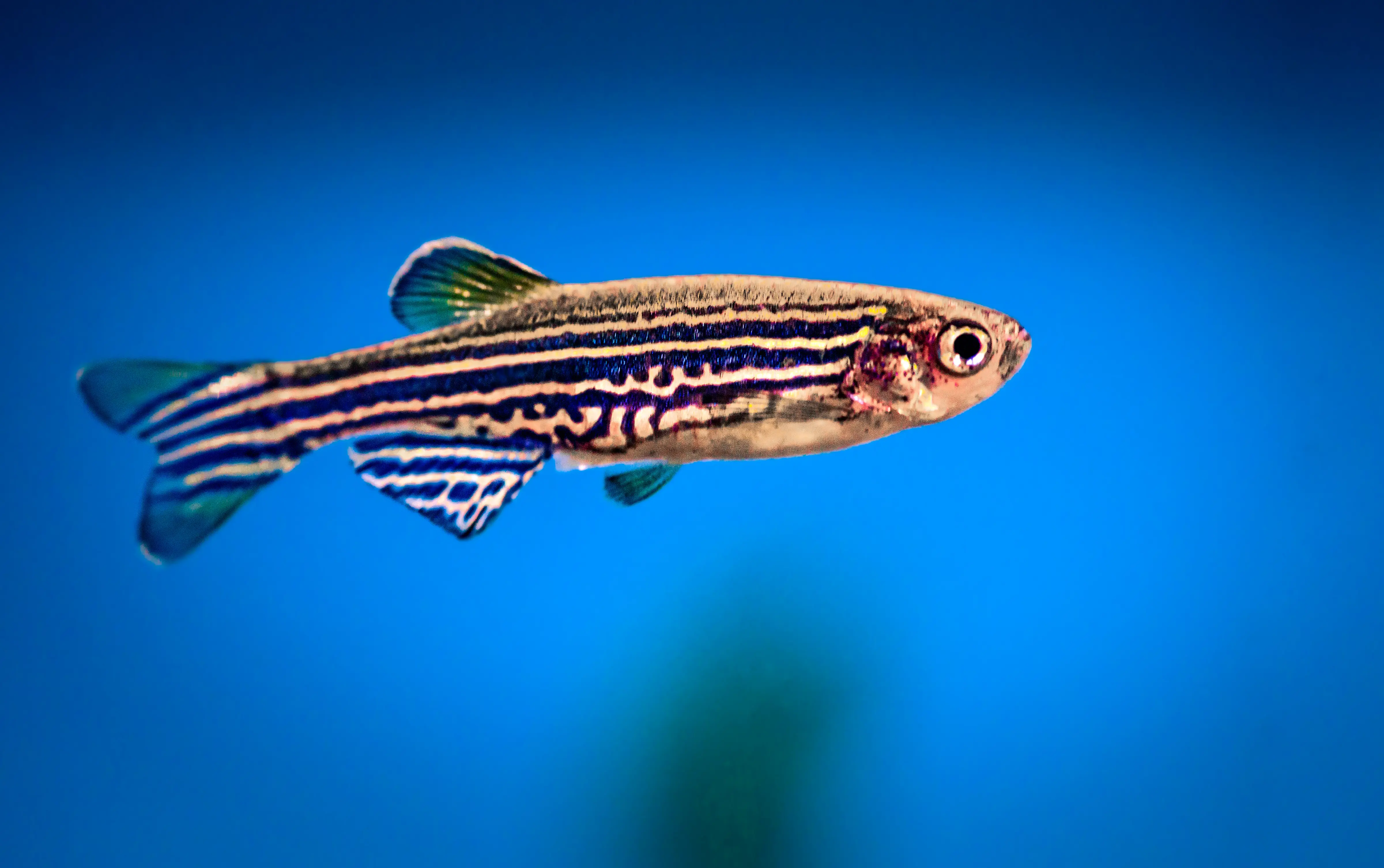lateral view of an adult zebrafish swimming 