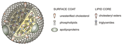 Blood cholesterol diagram