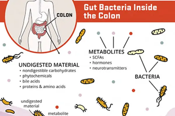 illustration of gut bacteria inside the colon