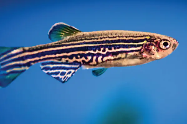 lateral view of an adult zebrafish swimming 