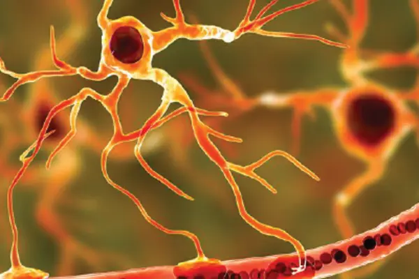 illustration of a glial cell near a brain capillary