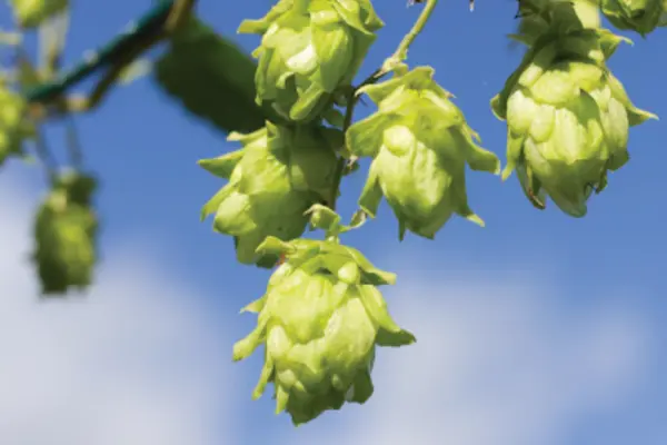 Clusters of green hops cones against a blue sky