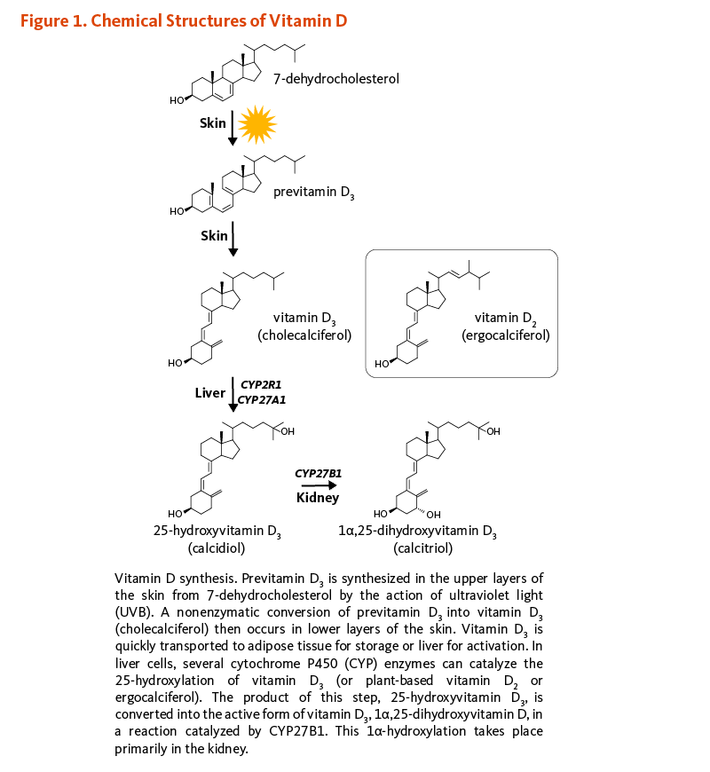 Figure 1. Chemical Structures of Vitamin D. Vitamin D synthesis. Previtamin D3 is synthesized in the upper layers of the skin from 7-dehydrocholesterol by the action of ultraviolet light (UVB). A nonenzymatic conversion of previtamin D3 into vitamin D3 (cholecalciferol) then occurs in lower layers of the skin. Vitamin D3 is quickly transported to adipose tissue for storage or liver for activation. In liver cells, several cytochrome P450 (CYP) enzymes can catalyze the 25-hydroxylation of vitamin D3 (or plant-based vitamin D2 or ergocalciferol). The product of this step, 25-hydroxyvitamin D3, is converted into the active form of vitamin D3, 1α,25-dihydroxyvitamin D, in a reaction catalyzed by CYP27B1. This 1α-hydroxylation takes place primarily in the kidney.