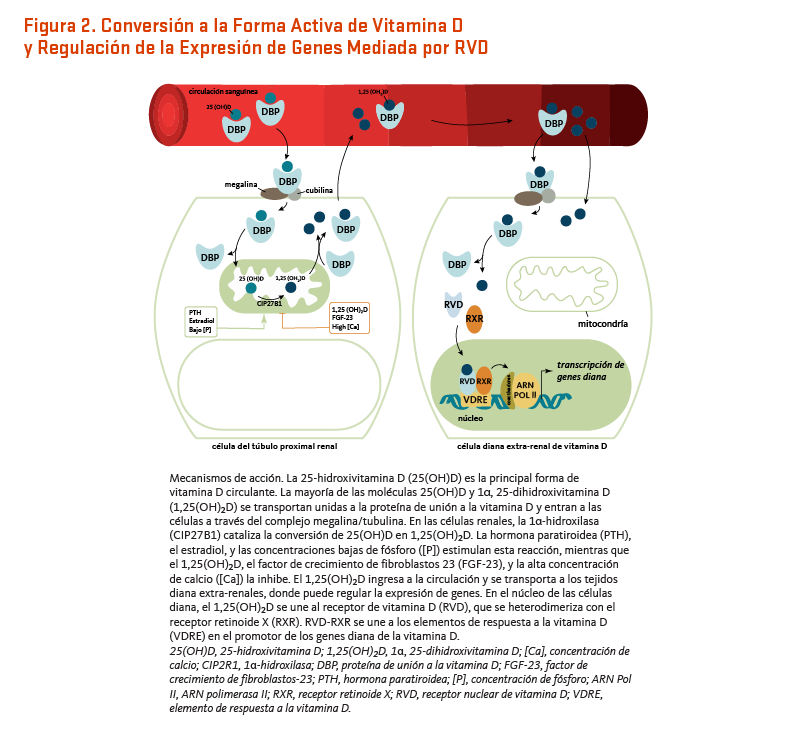 Figura 2. Conversión a la Forma Activa de Vitamina D y Regulación de la Expresión de Genes mediada por RVD. Mecanismos de acción. La 25-hidroxivitamina D (25(OH)D) es la principal forma de vitamina D circulante. La mayoría de las moléculas 25(OH)D y 1α, 25-dihidroxivitamina D (1,25(OH)2D) se transportan unidas a la proteína de unión a la vitamina D y entran a las células a través del complejo megalina/tubulina. En las células renales, la 1α-hidroxilasa (CIP27B1) cataliza la conversión de 25(OH)D en 1,25(OH)2D. La hormona paratiroidea (PTH), el estradiol, y las concentraciones bajas de fósforo ([P]) estimulan esta reacción, mientras que el 1,25(OH)2D, el factor de crecimiento de fibroblastos 23 (FGF-23), y la alta concentración de calcio ([Ca]) la inhibe. El 1,25(OH)2D ingresa a la circulación y se transporta a los tejidos diana extra-renales, donde puede regular la expresión de genes. En el núcleo de las células diana, el 1,25(OH)2D se une al receptor de vitamina D (RVD), que se heterodimeriza con el receptor retinoide X (RXR). RVD-RXR se une a los elementos de respuesta a la vitamina D (VDRE) en el promotor de los genes diana de la vitamina D. 25(OH)D, 25-hidroxivitamina D; 1,25(OH)2D, 1α, 25-dihidroxivitamina D; [Ca], concentración de calcio; CIP2R1, 1α-hidroxilasa; DBP, proteína de unión a la vitamina D, FGF-23, factor de crecimiento de fibroblastos-23; PTH, hormona paratiroidea; [P] concentración de fósforo; ARN Pol II, ARN polimerasa II; RXR, receptor retinoide X; RVD; receptor nuclear de vitamina D; VDRE, elemento de respuesta a la vitamina D.