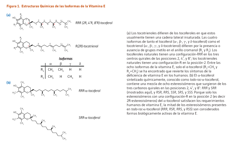 Figura 1. Estructuras Químicas de las Isoformas de la Vitamina E. (a) Los tocotrienoles difieren de los tocoferoles en que estos usualmente tienen una cadena lateral insaturada. Las cuatro isoformas de tanto el tocoferol (α-, β-, γ-, y δ-tocoferol) como el tocotrienol (α-, β-, γ-, y δ-tocotrienol) difieren por la presencia o ausencia de grupos metilo en el anillo cromanol (R1 y R2). Los tocoferoles naturales tienen una configuración-RRR en los tres centros quirales de las posiciones 2, 4’, y 8’; los tocotrienoles naturales tienen una configuración-R en la posición-2. Entre las ocho isoformas de la vitamina E, solo el α-tocoferol (R1=CH3 y R2=CH3) se ha encontrado que revierte los síntomas de la deficiencia de vitamina E en los humanos. (b) El α-tocoferol sintetizado químicamente, conocido como todo-rac-α-tocoferol, contiene una mezcla de ocho estereoisómeros que surgieron de los tres carbonos quirales en las posiciones 2, 4’, y 8’: RRR y SRR (mostrados aquí), y RSR, RRS, SSR, SRS, y SSS. Porque solo los estereoisómeros con una configuración-R en la posición 2 (es decir 2R-estereoisómeros) del α-tocoferol satisfacen los requerimientos humanos de vitamina E, la mitad de los estereoisómeros presentes en todo-rac-α-tocoferol (RRR, RSR, RRS, y RSS) son considerados formas biológicamente activas de la vitamina E.