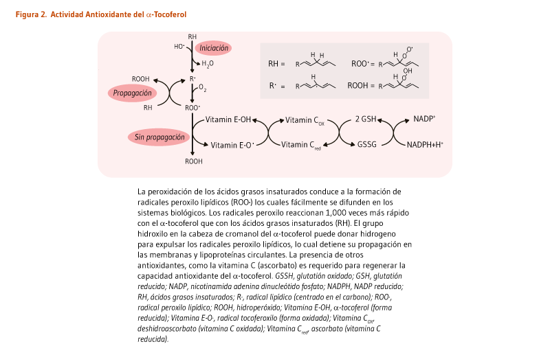 Figura 2. Actividad Antioxidante del α-Tocoferol. La peroxidación de los ácidos grasos insaturados conduce a la formación de radicales peroxilo lipídicos (ROO·) los cuales fácilmente se difunden en los sistemas biológicos. Los radicales peroxilo reaccionan 1,000 veces más rápido con el α-tocoferol que con los ácidos grasos insaturados (RH). El grupo hidroxilo en la cabeza de cromanol del α-tocoferol puede donar hidrogeno para expulsar los radicales peroxilo lipídicos, lo cual detiene su propagación en las membranas y lipoproteínas circulantes. La presencia de otros antioxidantes, como la vitamina C (ascorbato) es requerido para regenerar la capacidad antioxidante del α-tocoferol. GSH, glutatión oxidado; GSSH, glutatión reducido; NADP, nicotinamida adenina dinucleótido fosfato; NADPH, NADP reducido; RH, ácidos grasos insaturados; R·, radical lipídico (centrado en el carbono); ROO·, radical peroxilo lipídico; ROOH, hidroperóxido; Vitamina E·OH, α-tocoferol (forma reducida); Vitamina E·O·, radical tocoferoxilo (forma oxidada); Vitamina Cox, deshidroascorbato (vitamina C oxidada); Vitamina Cred, ascorbato (vitamina C reducida). 